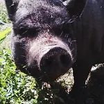 컨트리하우스 La Ferme Du Manoir Etretat *